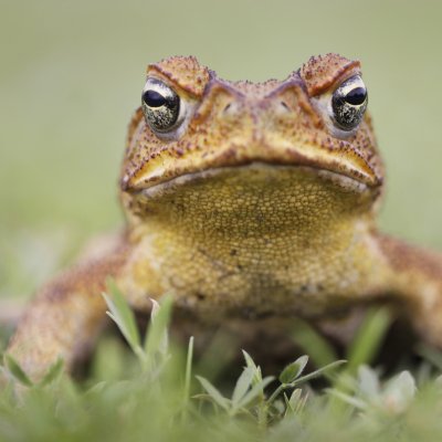 Cane toad.